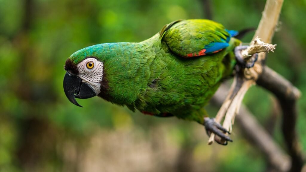 Le Zoo de Thoiry : Un Voyage au Cœur de la Nature